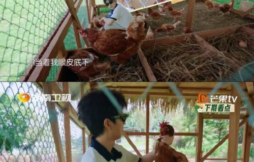 王俊凯对抗鸡群霸凌：从小鸡离世看生命教育